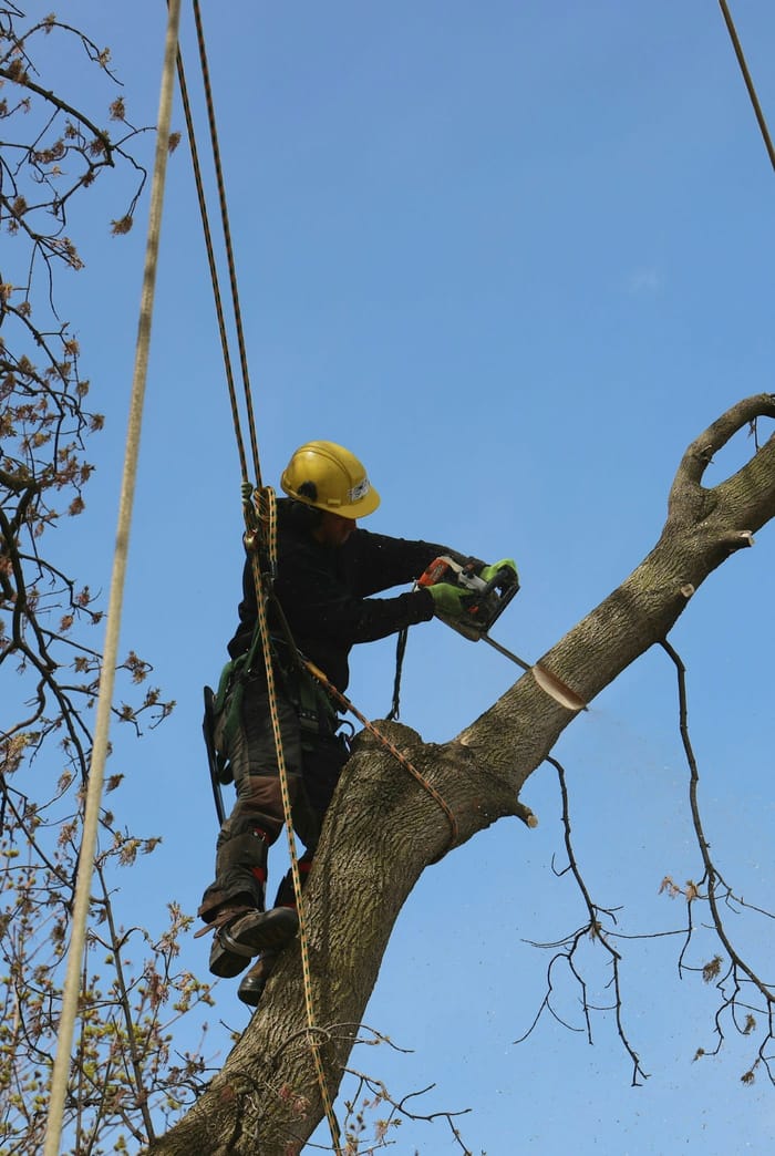 Professional arborist in a hard hat and harness working high in a tree, illustrating how to choose a skilled, insured tree service in Wichita, KS