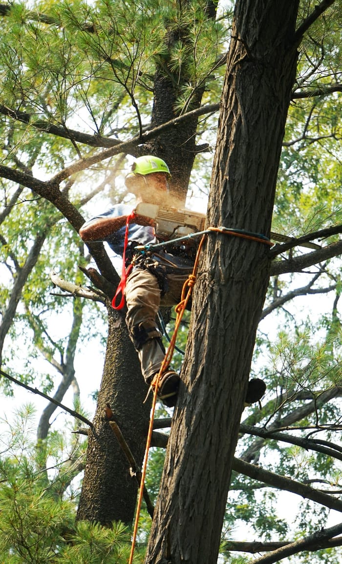 Professional certified arborist climbing a tree with safety harness performing proper crown reduction pruning instead of tree topping