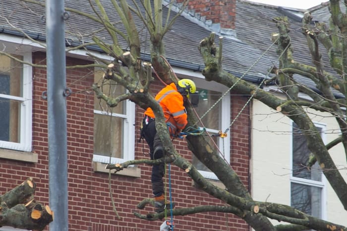 Roped, high-visibility arborist carefully removing limbs directly above a brick house, showing why a properly insured Wichita tree service matters for tree work near structures