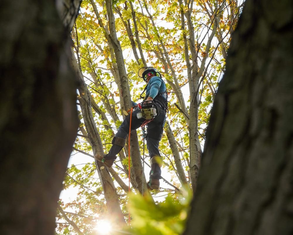ISA Certified Arborist Joe Kohnen assessing and working a tree in Wichita, KS