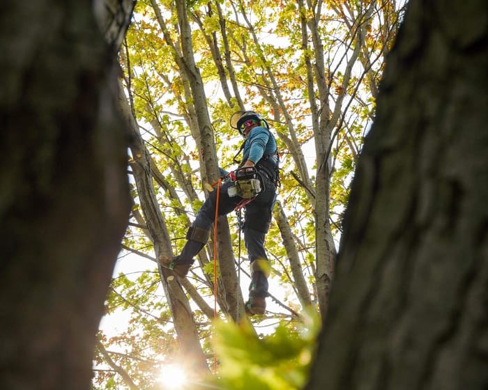 ISA Certified Arborist Joe Kohnen assessing a mature tree in Wichita, KS