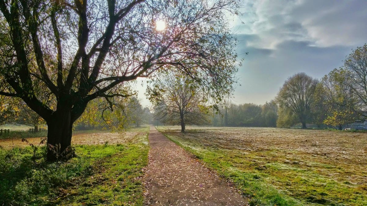 Trees in a Kansas park with thinning upper canopy and bare branches consistent with advanced emerald ash borer infestation