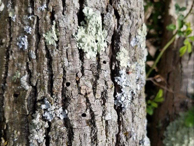 Green ash tree showing early signs of Emerald Ash Borer in Valley Center Kansas