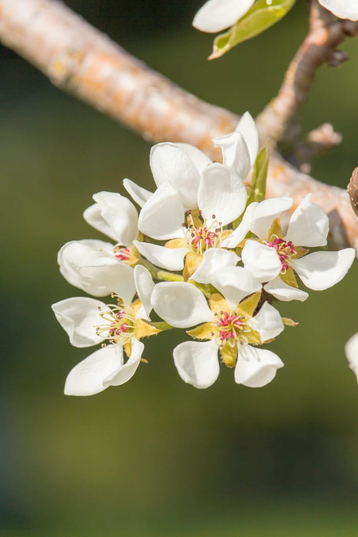 Close-up of white Bradford pear blossoms with five petals — the spring flowers that give off the tree's notorious unpleasant smell