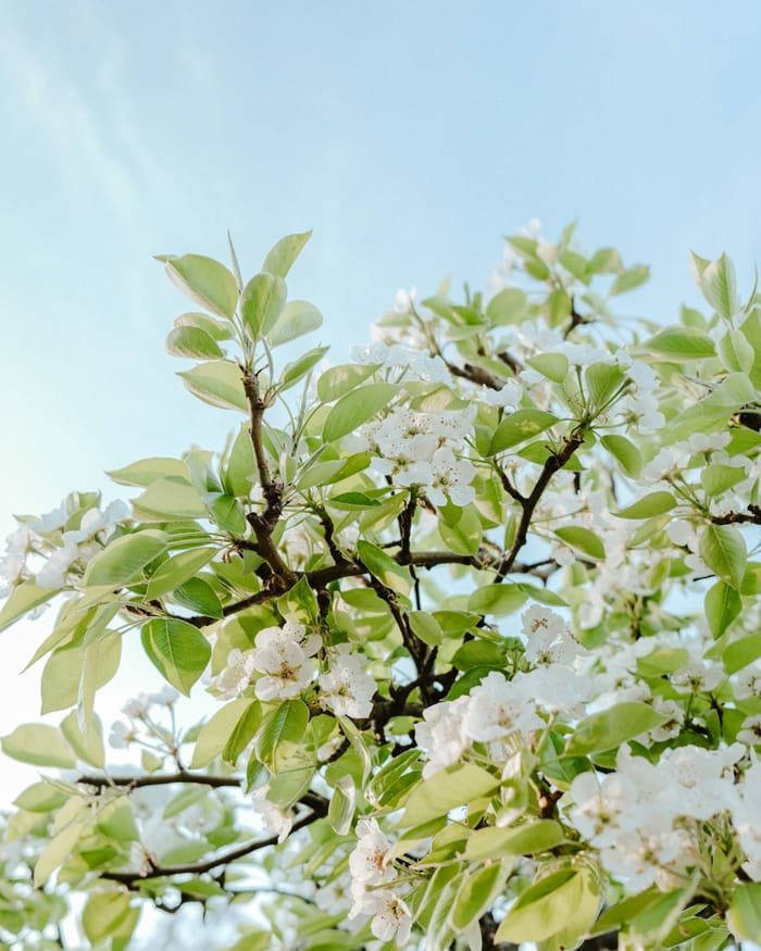Bradford pear tree in full white spring bloom in a Wichita, KS yard — a weak-wooded ornamental pear often removed before it splits