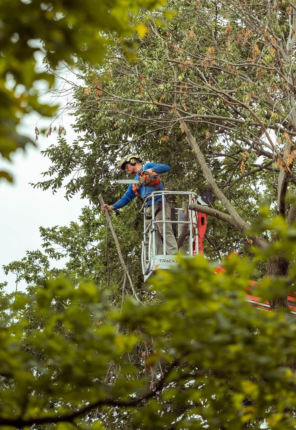 Kohnen's crew member making pruning cuts high in a mature tree canopy from the tracked lift