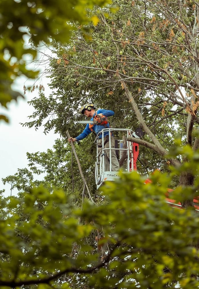 Kohnen's crew member working through a mature canopy from the tracked-lift bucket