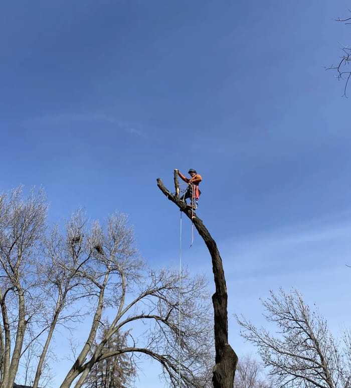 Climber tied in at the top of a bare trunk among leafless trees