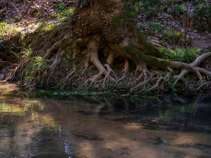 Sprawling exposed surface root system of a mature tree showing how shallow and wide tree roots actually grow underground in Wichita Kansas yards