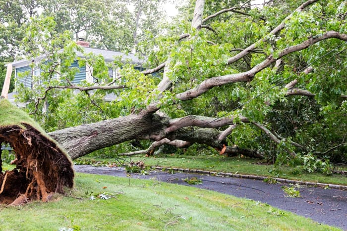 Storm-damaged tree fallen across a residential driveway in Wichita after severe weather