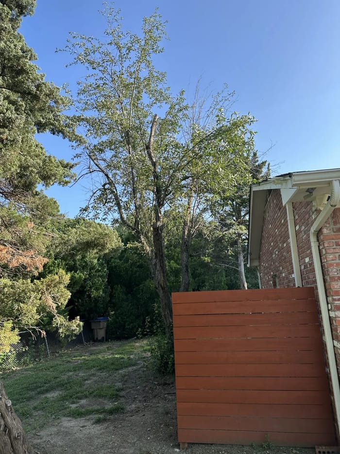 A backyard tree after pruning and trimming