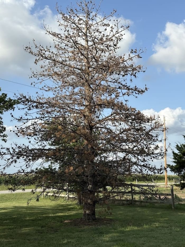 A large dead tree with major canopy dieback on a rural property — a hazard-tree removal candidate