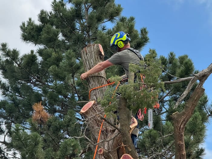 Kohnen's climber tied in at the top of a pine, rigging sections down