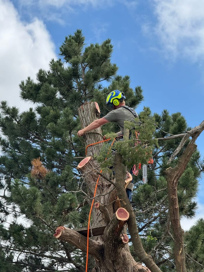 Climbing and rope rigging work in a tree