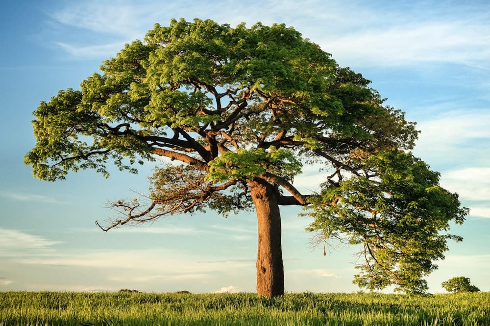 Full, healthy tree canopy maintained through plant health care in Wichita, KS