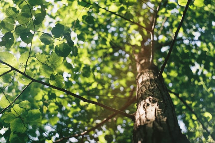 Sunlight filtering through the healthy full leaf canopy of a properly pruned shade tree in Wichita Kansas