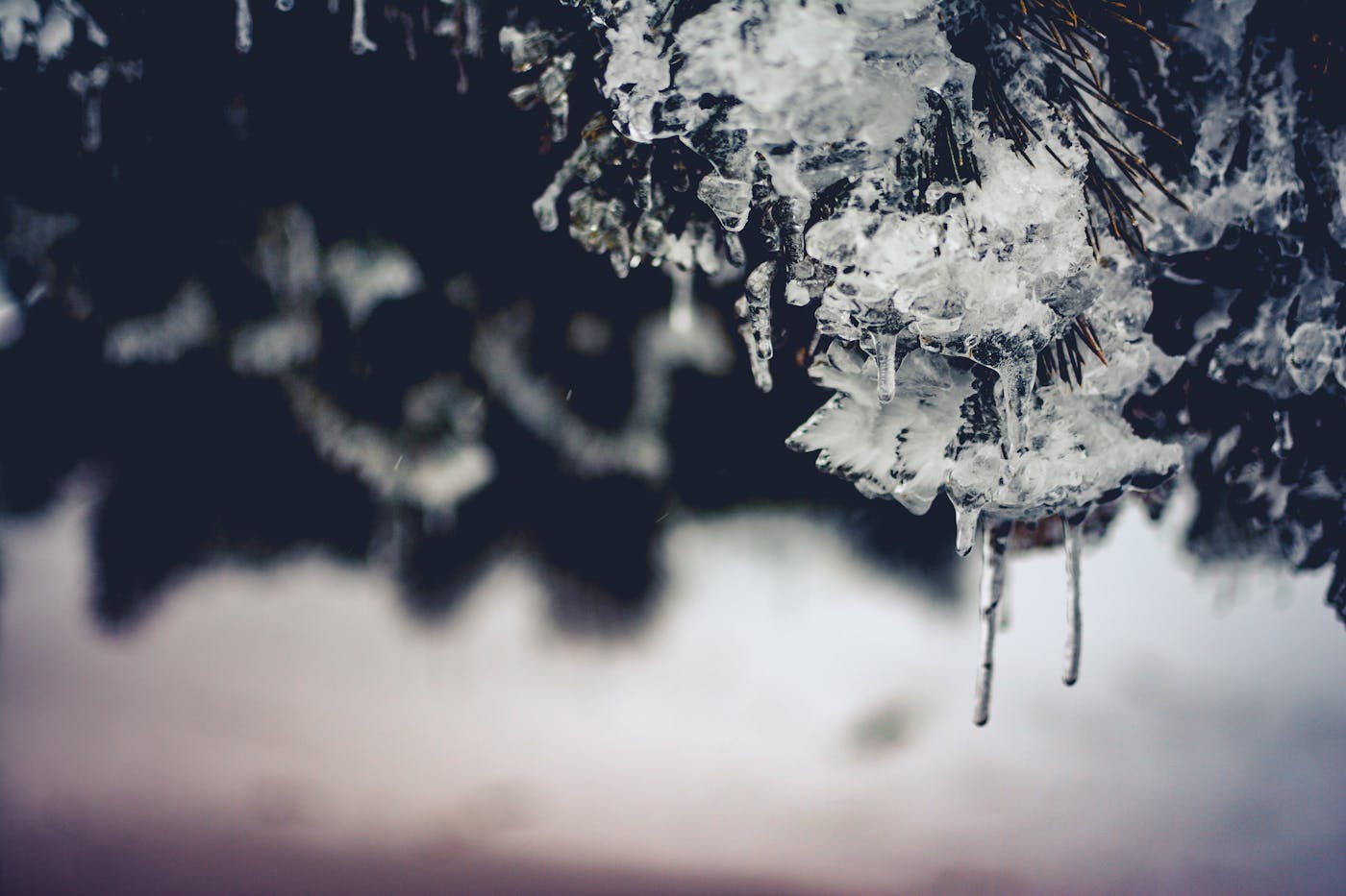 Decomposing ice storm stump in Harvey County Kansas