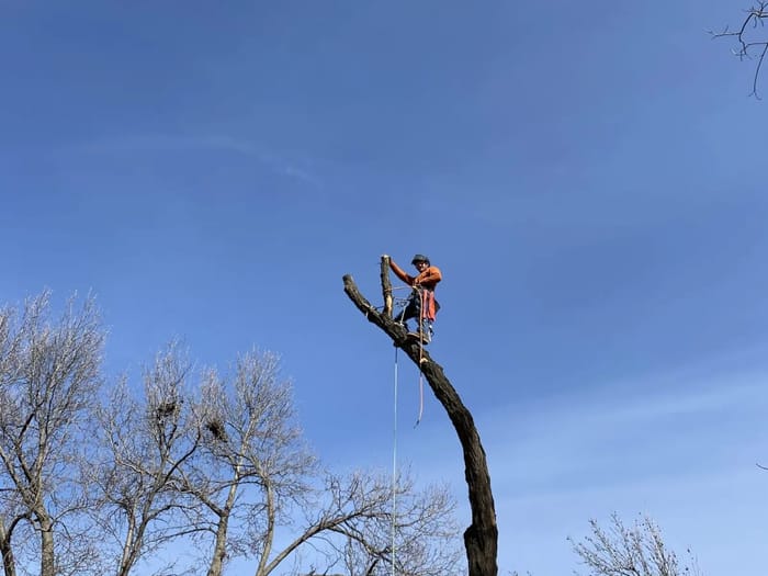 Climber tied in at the top of a tall, bare trunk, taking the tree down in sections