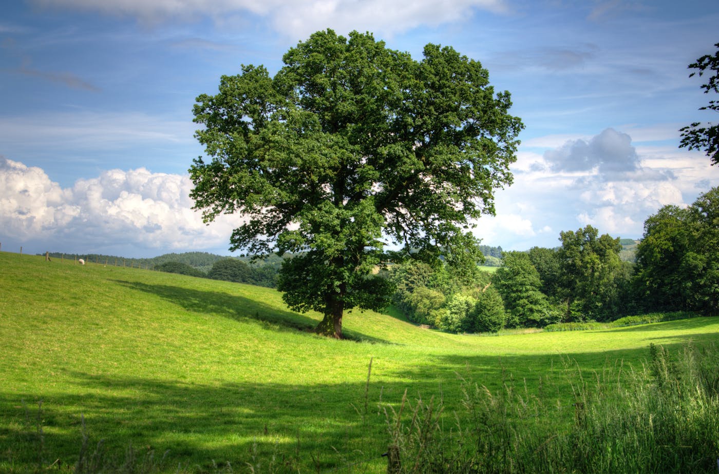 Mature bur oak along Little Arkansas River corridor near Valley Center KS