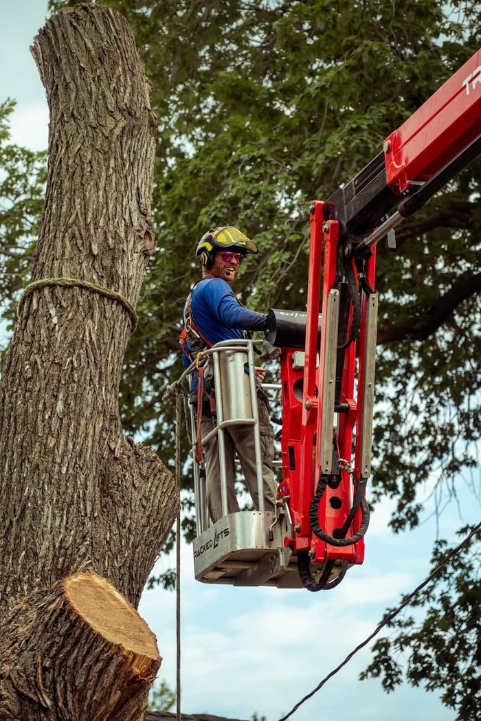 Kohnen's lift operator beside a freshly topped trunk during a residential removal in Park City