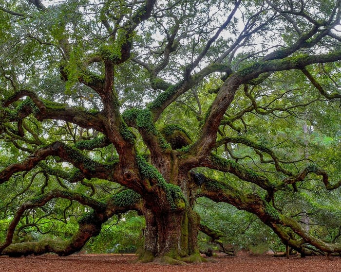 Massive mature oak tree with sprawling natural canopy of the kind that should never be topped on a Wichita Kansas residential property
