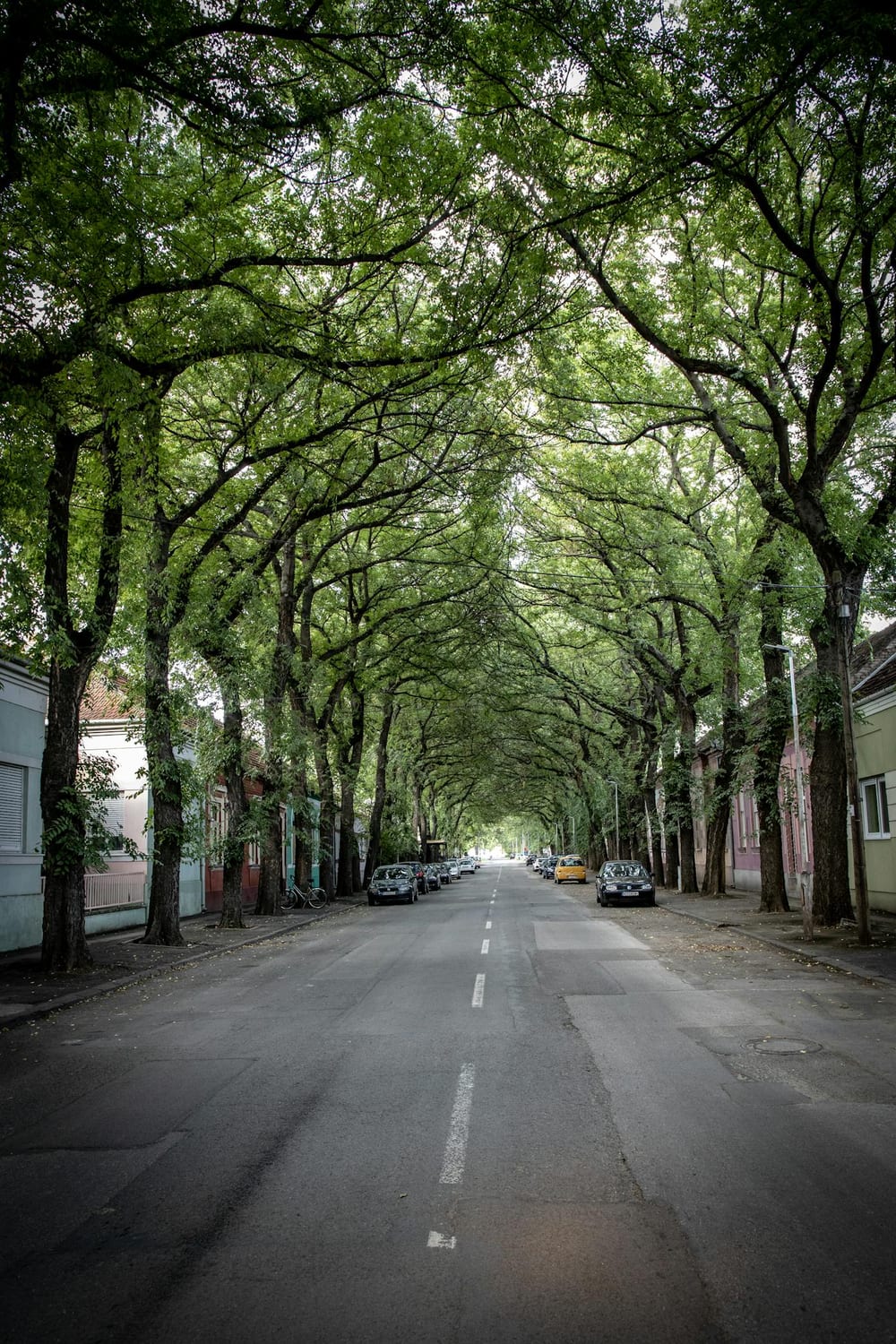 Professional tree trimming service in Andover KS neighborhood with mature canopy
