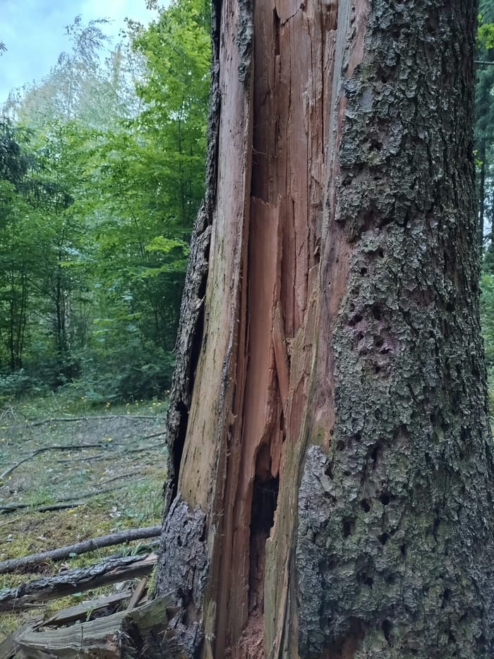 A tree trunk split open along the grain, showing the kind of structural failure a mature Bradford pear suffers in a Kansas wind or ice storm