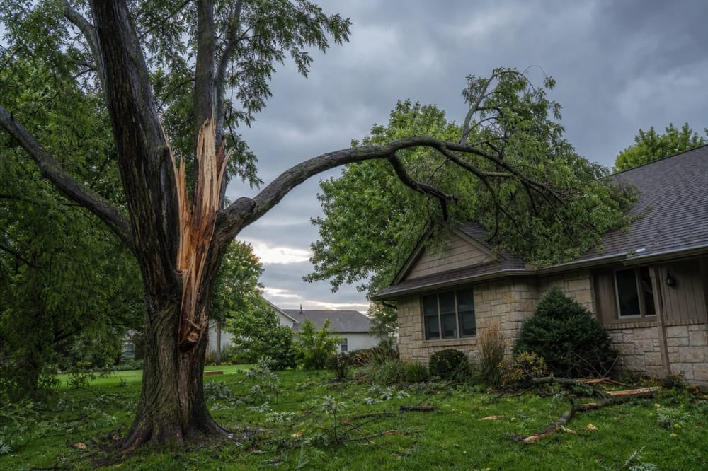 Storm-damaged tree with a split trunk leaning over a Wichita Kansas home after severe weather