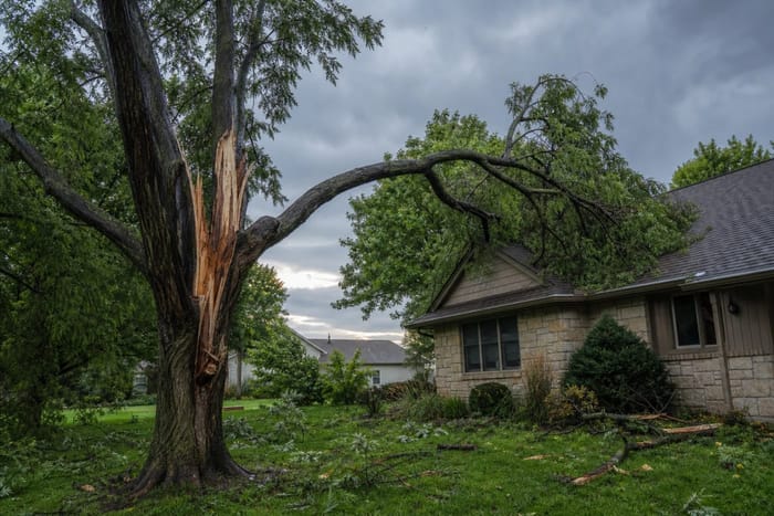 Storm-damaged tree with a split trunk leaning over a Wichita Kansas home after severe weather
