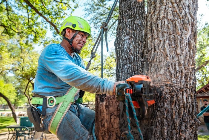 Professional arborist using a chainsaw to remove a tree near a Wichita, KS home, illustrating how to keep tree removal costs down