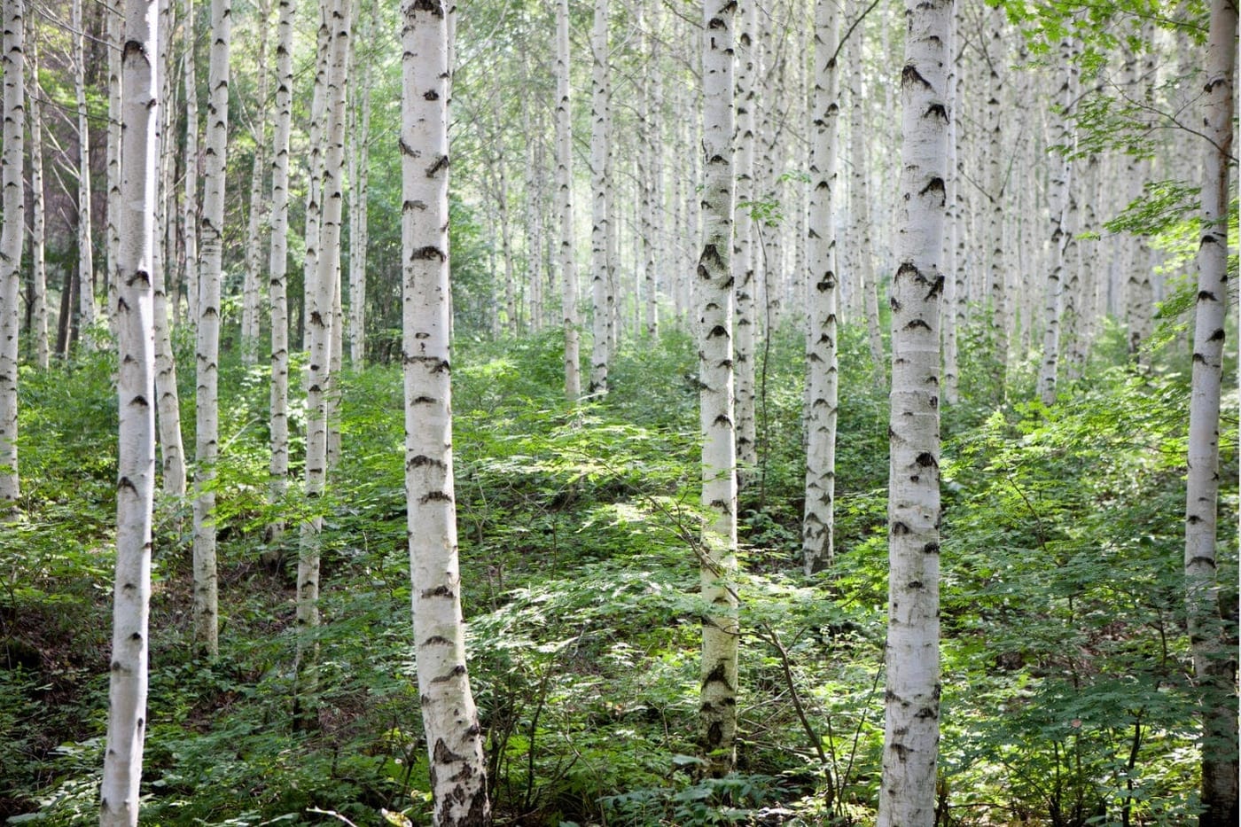 Common tree species growing in a Kansas woodland showing the variety of trees found in the Wichita area