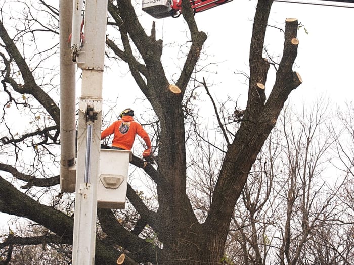 Kohnen's crew operating two bucket trucks to dismantle a large tree