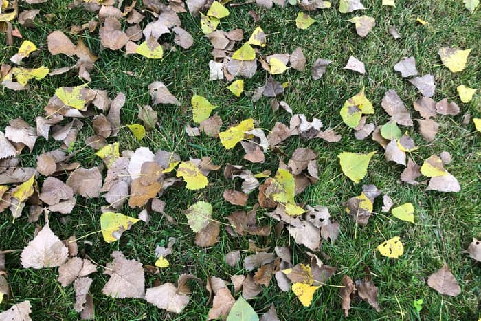 Yellow and brown cottonwood leaves scattered across a green lawn after an early late-summer leaf drop