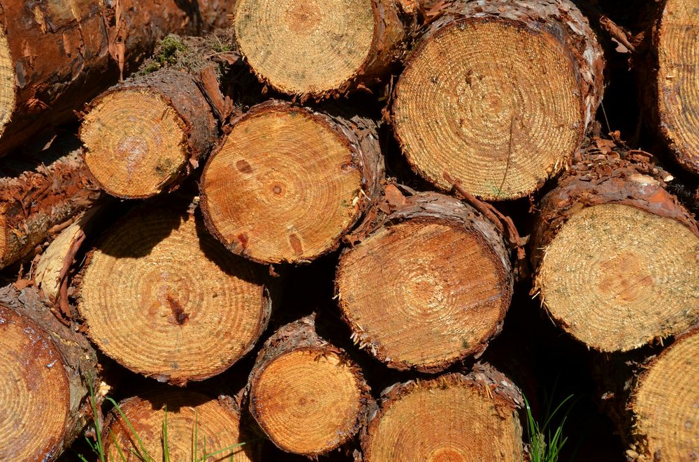 Stacked pine logs with the bark still on, the kind of wood pile that lets pine sawyer beetles emerge in spring
