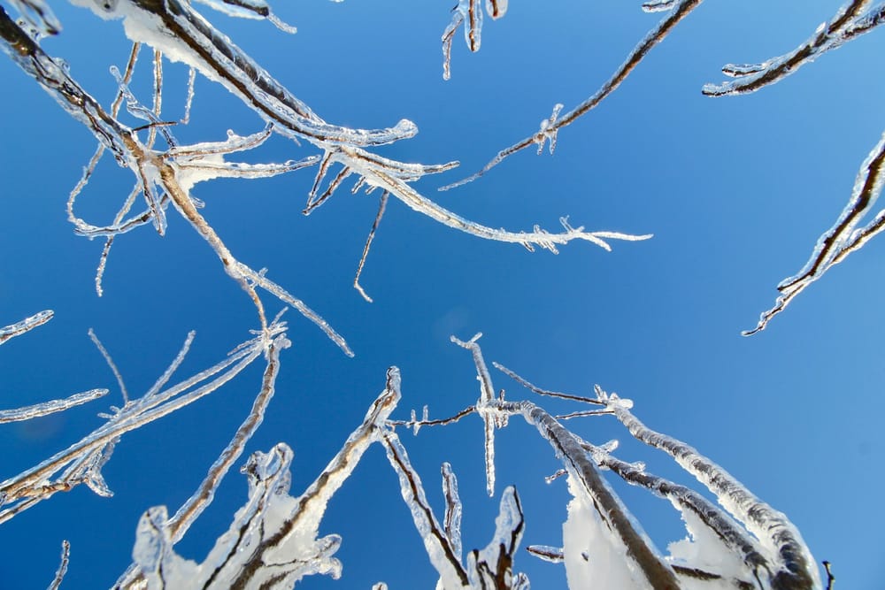 Looking up at small tree branches encased in clear ice against a blue sky, showing how thick the glaze builds on every twig in an ice storm