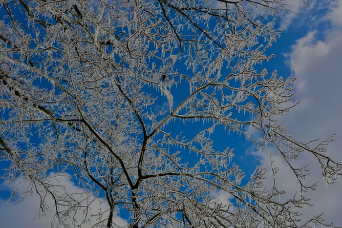 Tree branches coated in thick ice with icicles hanging after an ice storm