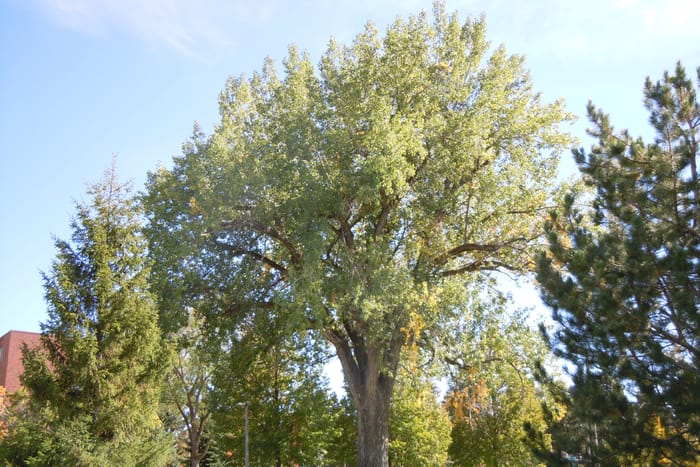 A mature eastern cottonwood with a broad, open crown just starting to show fall yellow, standing in a mowed lawn