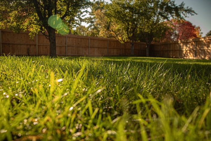 A neighbor's mature shade trees leaning over a wooden privacy fence along the property line of a suburban Wichita backyard