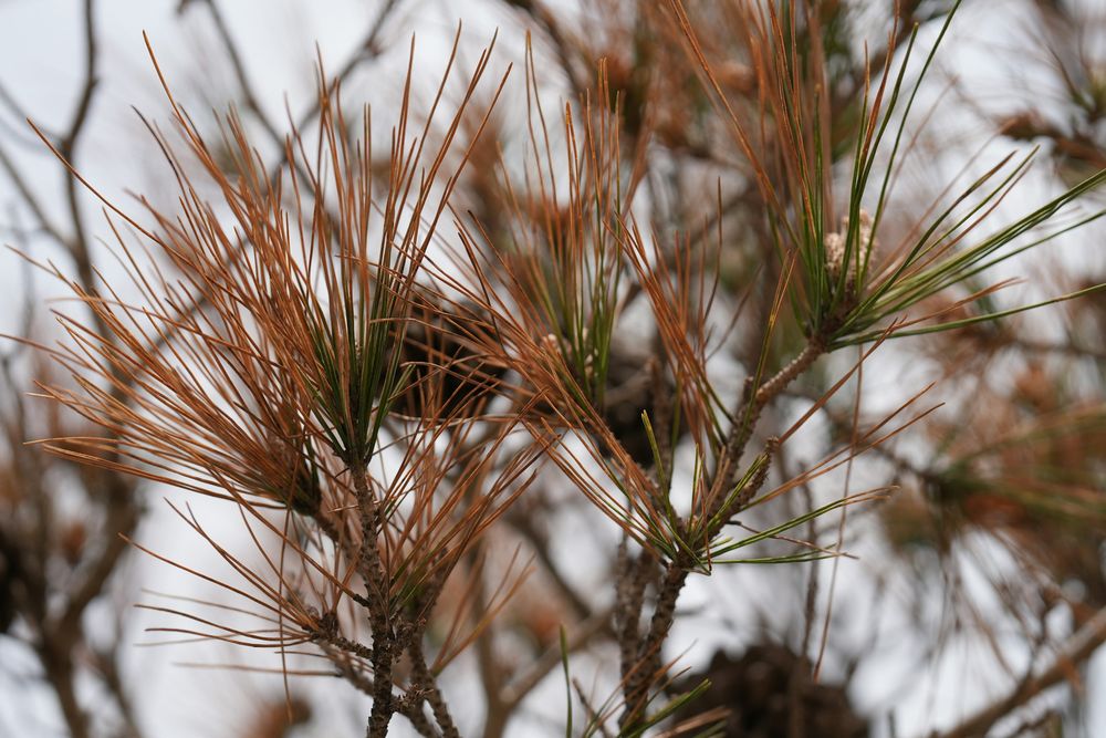 Close-up of a dying pine branch with rust-brown needles still attached and a few green needles remaining