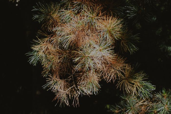 Pine branch with needles fading from green to tan and brown, the early color change of pine wilt in Kansas