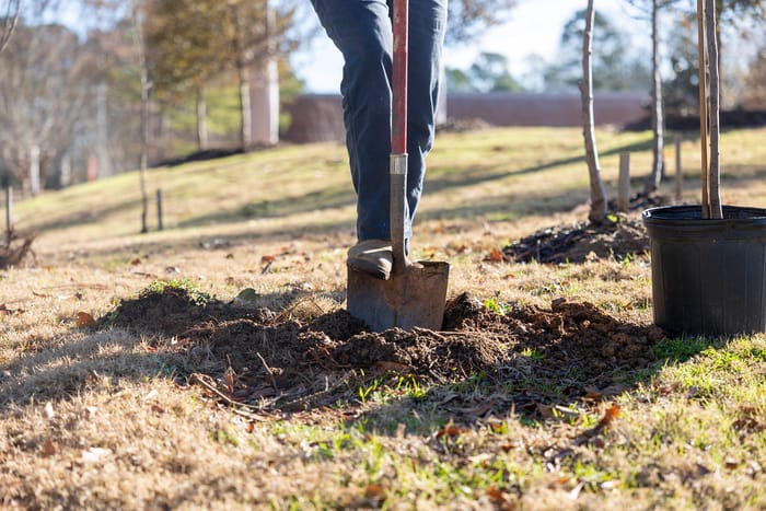 A homeowner digging a planting hole with a spade in a dormant fall lawn, with a young balled tree waiting in a black nursery pot beside the hole