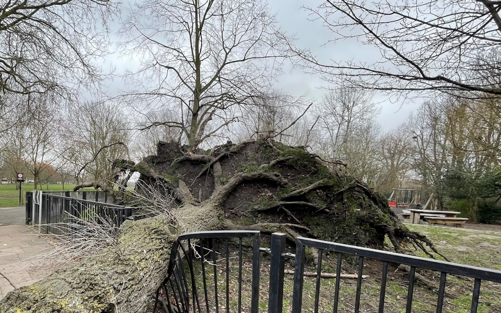 A large uprooted tree with its root plate torn out of the ground lying across a flattened fence on a property line after a windstorm