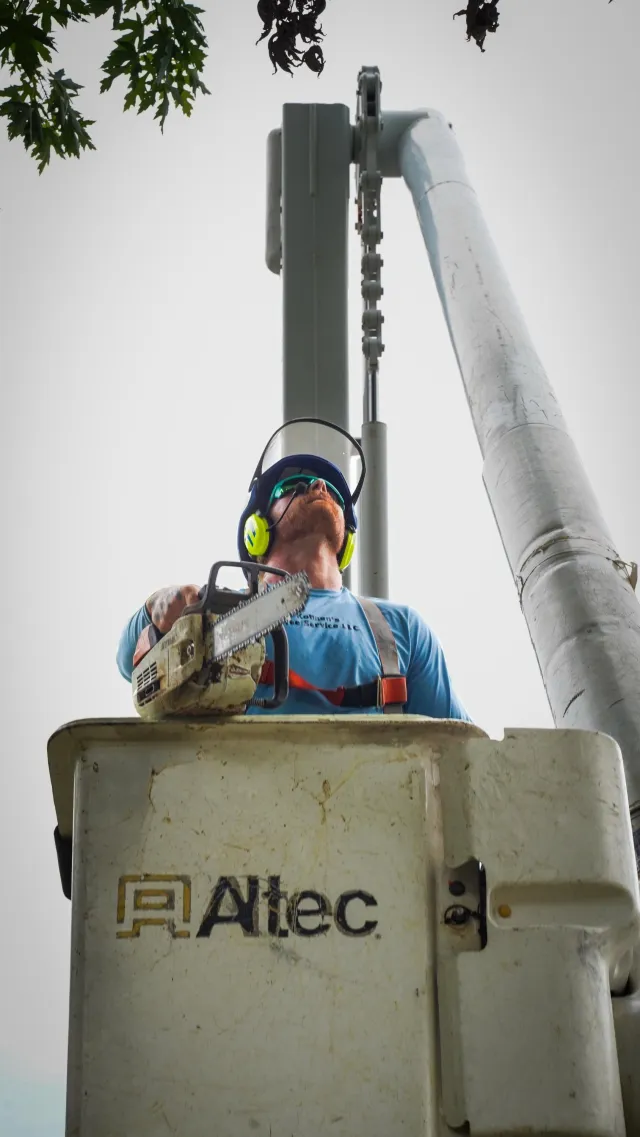 Professional tree pruning crew working in a mature Wichita residential tree canopy using proper technique and safety equipment