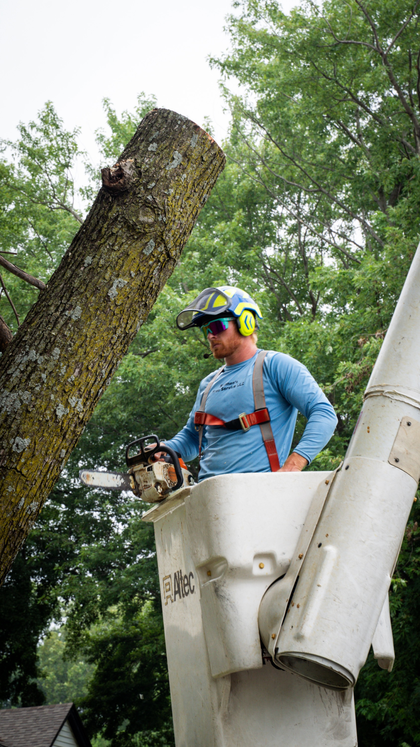 Before and after comparison of stump grinding results showing a clean flat yard surface where a large tree stump previously stood