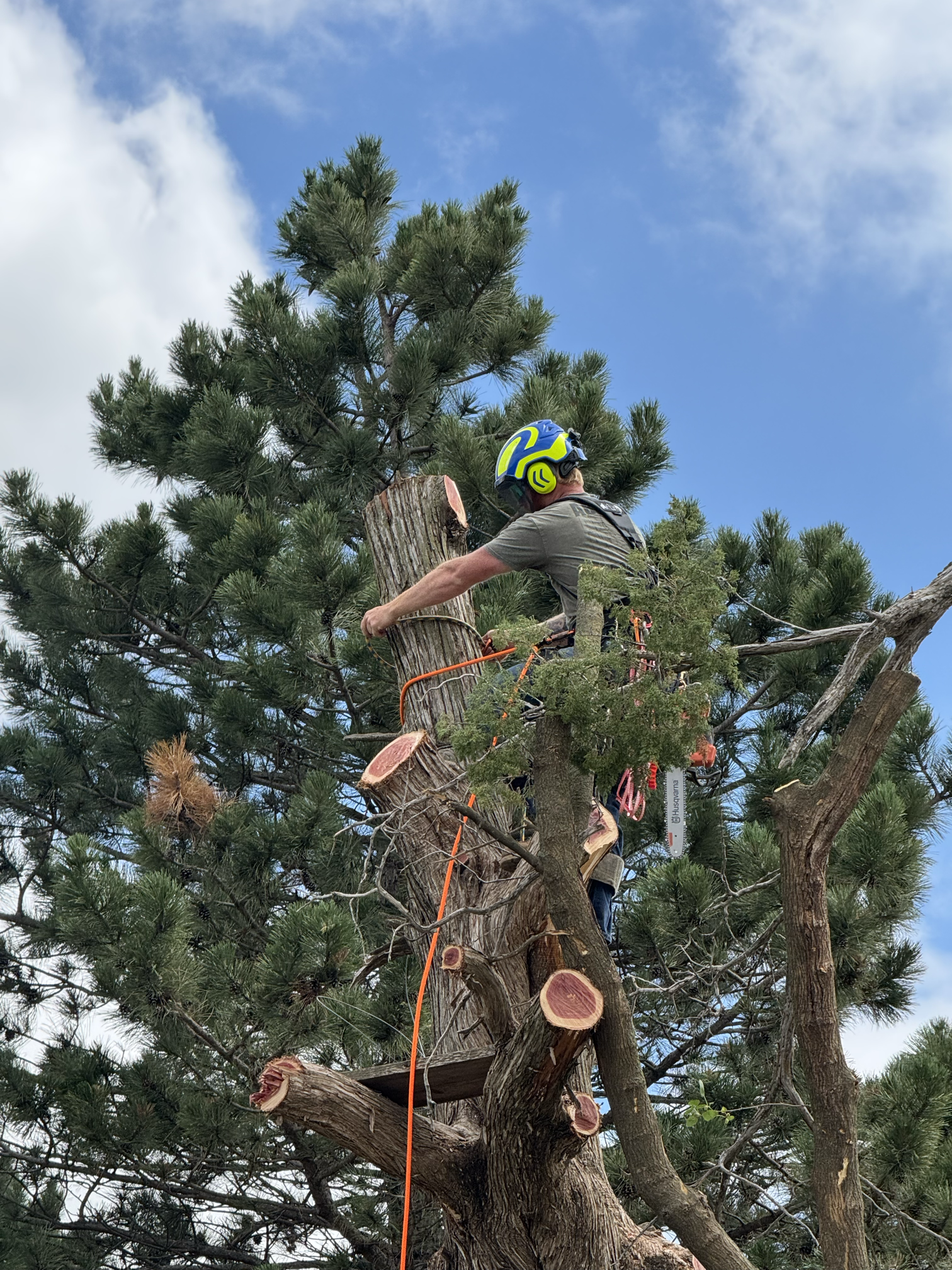 Tree rigging and climbing work by Kohnen's Tree Service in Wichita, KS