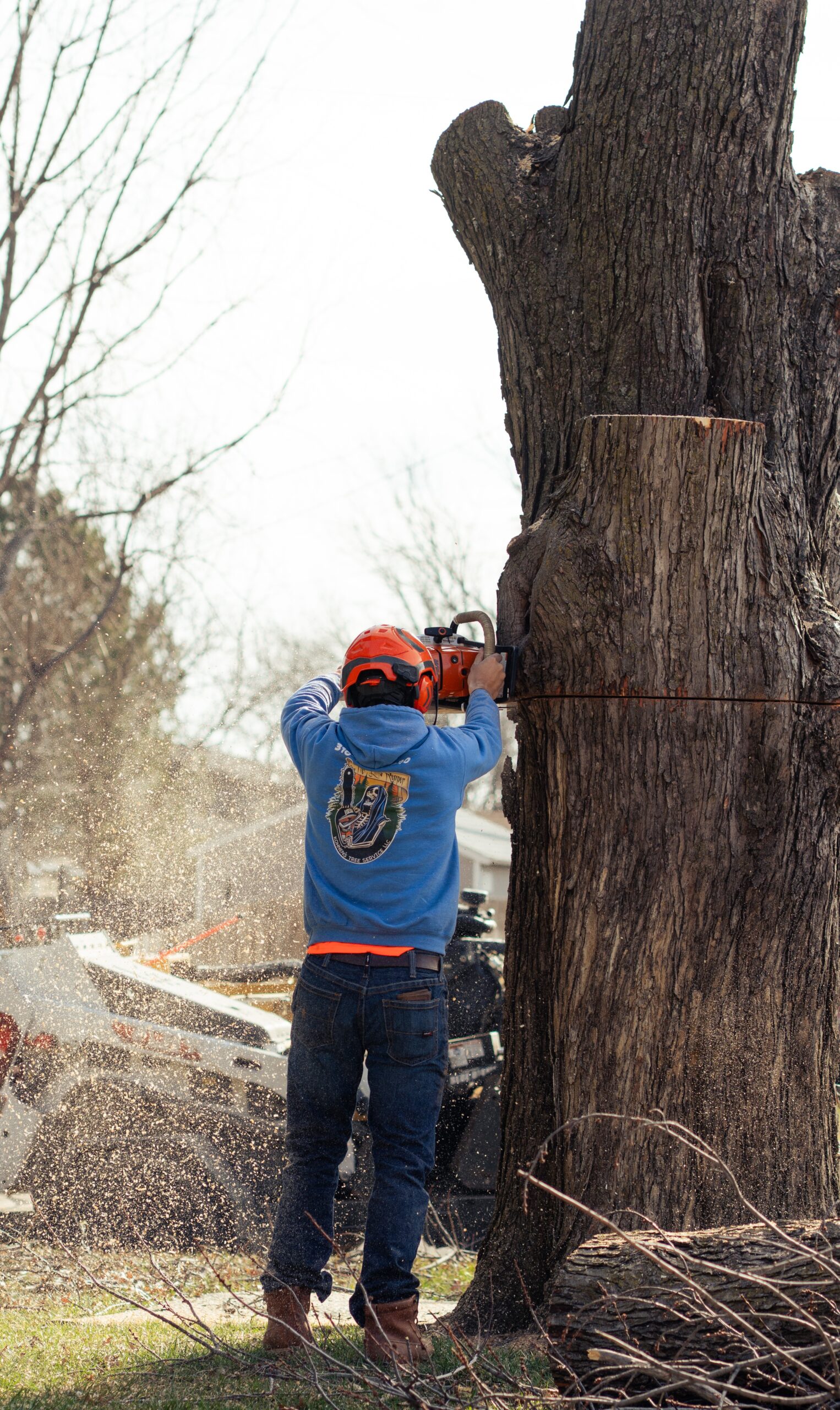 Kohnen's crew member cutting through a massive tree trunk with a chainsaw, sawdust flying