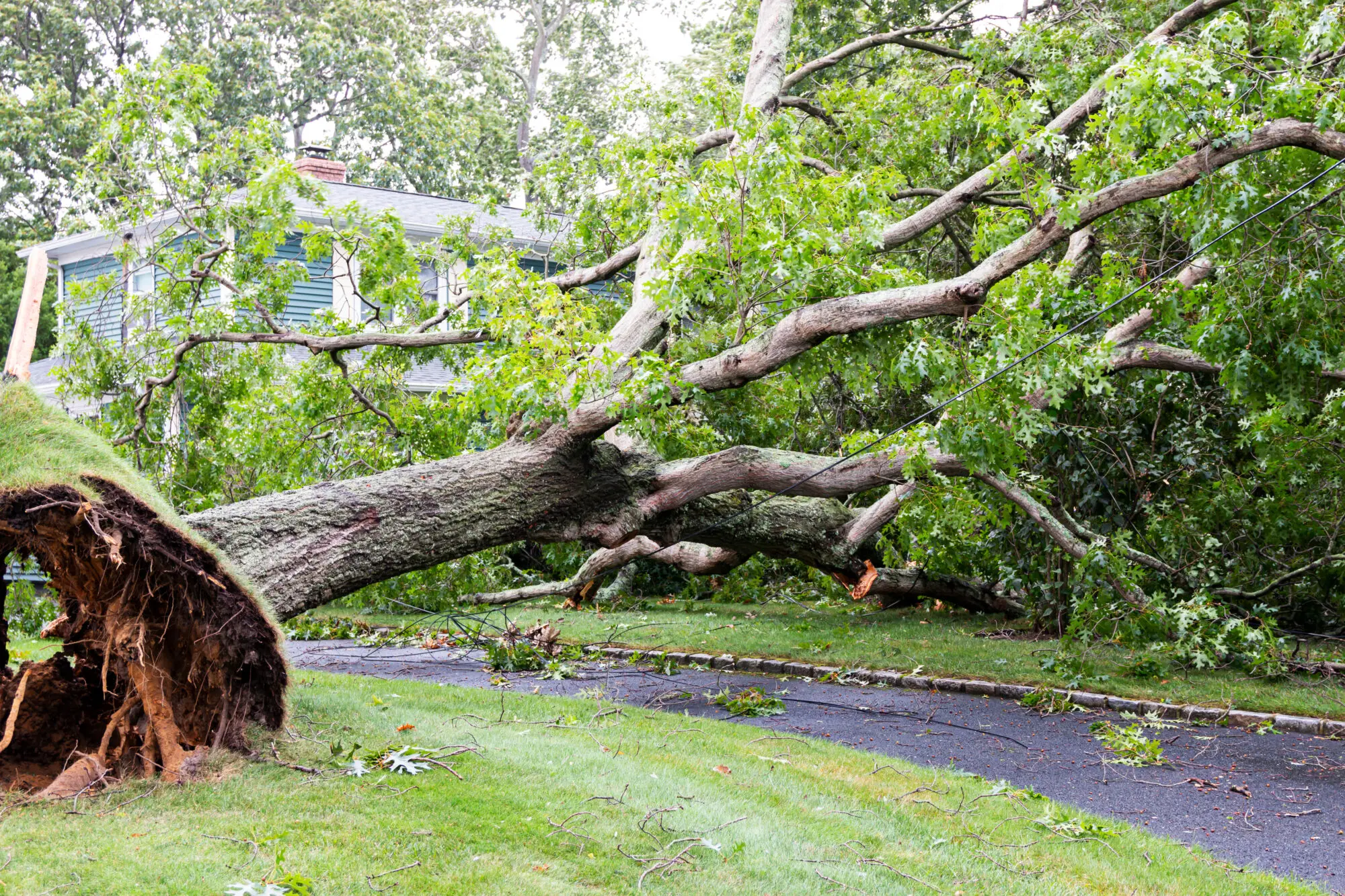 Large tree fallen across a residential driveway in Wichita after a severe Kansas thunderstorm