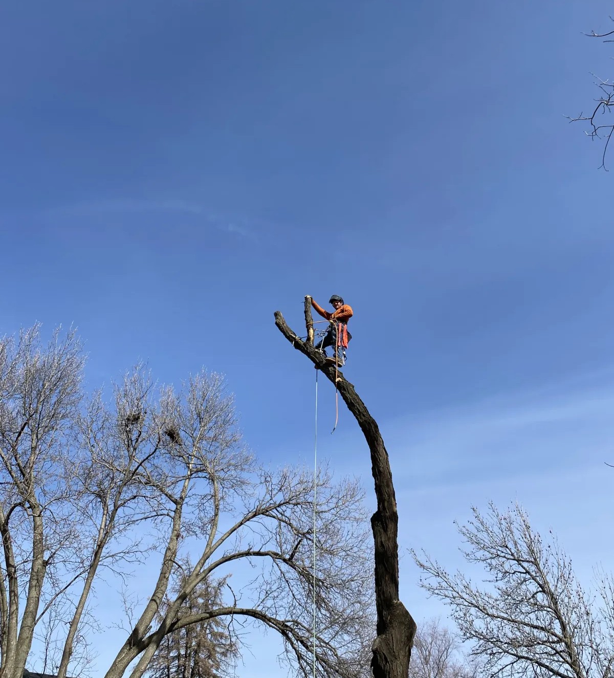 Strategic rigging and climbing during tree removal