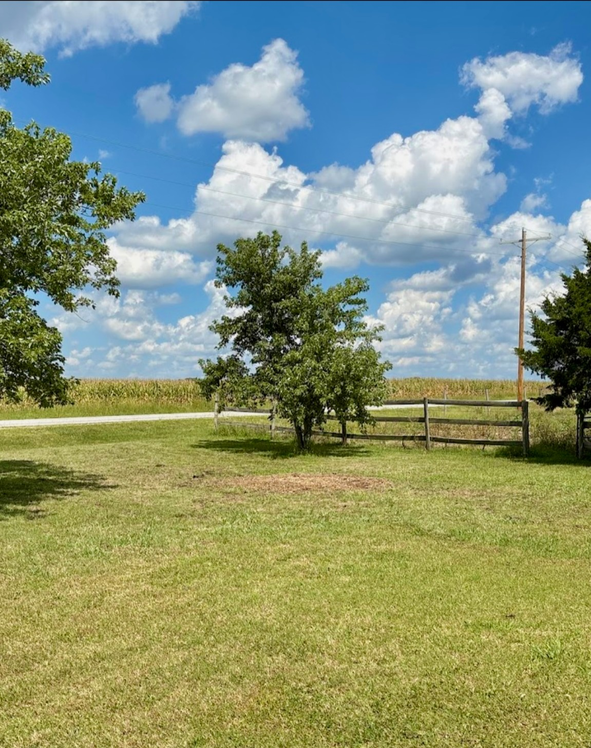 Professional tree trimming services by Kohnen's Tree Service in Wichita, KS